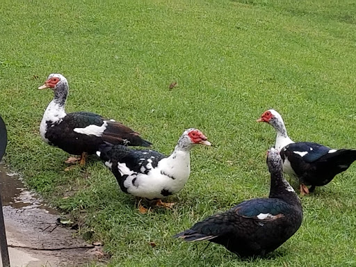 Performing Arts Theater «Wortham Theater Center», reviews and photos, 501 Texas Ave, Houston, TX 77002, USA