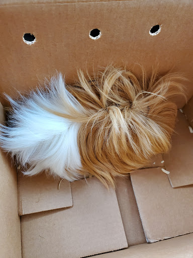 Pet Supply Store «Pet Supermarket», reviews and photos, 5000 Clyde Morris Blvd, Port Orange, FL 32127, USA