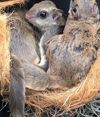 Trutech Wildlife Service - Photo 5 - Car repair in , Brandon