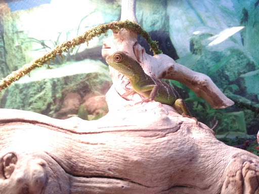 Pet Supply Store «Pet Station Jackson», reviews and photos, 1617 E Michigan Ave, Jackson, MI 49202, USA