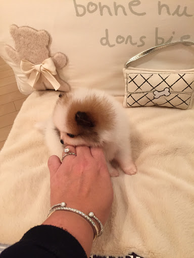 Pet Supply Store «Woof Woof Puppies & Boutique», reviews and photos, 29555 Northwestern Hwy, Southfield, MI 48034, USA