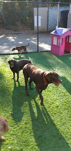 Pet Groomer «The Pet Set - Buckhead», reviews and photos, 2480 Briarcliff Rd NE #3, Atlanta, GA 30329, USA