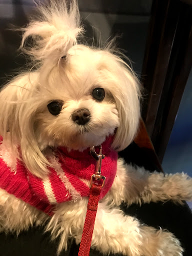 Pet Supply Store «Petco Animal Supplies», reviews and photos, 375 3rd St, San Rafael, CA 94901, USA