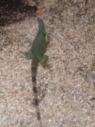 Sightseeing Tour Agency «Jungle Queen Riverboat», reviews and photos, 801 Seabreeze Blvd, Fort Lauderdale, FL 33316, USA