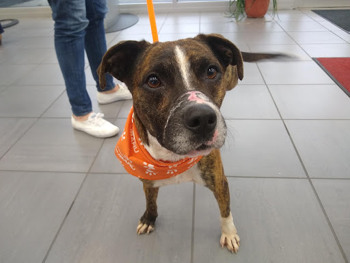 Subaru Dealer «Neil Huffman Subaru», reviews and photos, 4916 Dixie Hwy, Louisville, KY 40216, USA