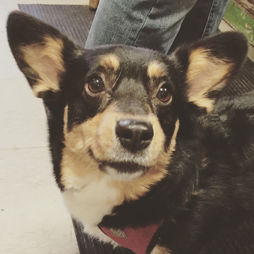 Pet Supply Store «theDogWorks/cats2», reviews and photos, 195 Thurman Ave, Columbus, OH 43206, USA