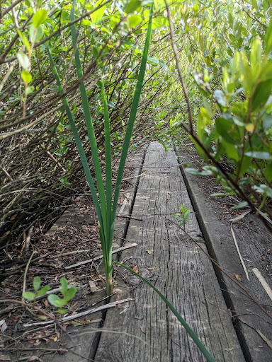 Nature Preserve «Mud Lake Bog Nature Preserve», reviews and photos, 905 E Elm Valley Rd, Buchanan, MI 49107, USA