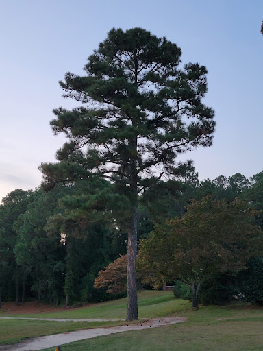 Golf Course «Southern Pines Golf Club», reviews and photos, 290 Country Club Cir, Southern Pines, NC 28387, USA
