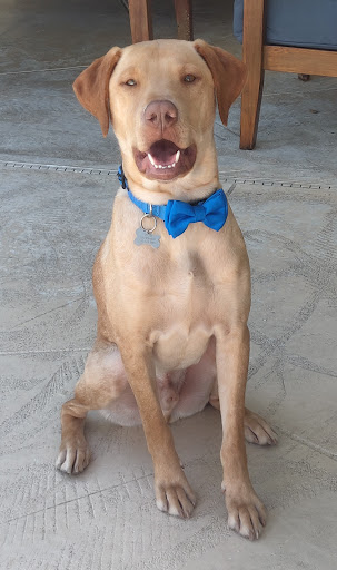 Pet Supply Store «Pet Supplies Plus», reviews and photos, 15880 San Carlos Blvd Ste 190, Fort Myers, FL 33908, USA