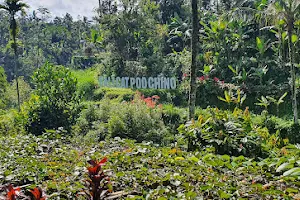 Satra Coffee Plantation image