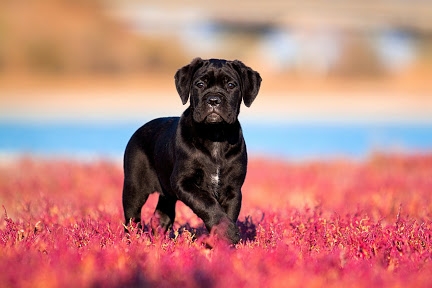 Pet Store «Muddy Paws», reviews and photos, 3700 Hampton Blvd, Norfolk, VA 23508, USA