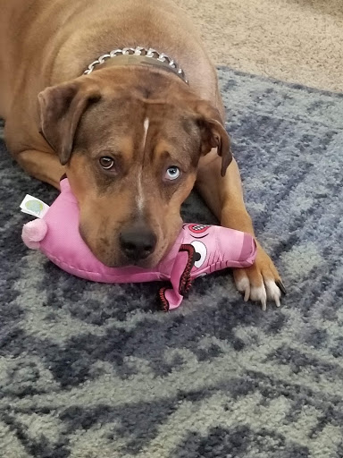South Orange County Animal Hospital image