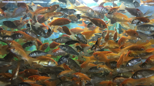 Pet Supply Store «Petco Animal Supplies», reviews and photos, 3444 S Mooney Blvd, Visalia, CA 93277, USA