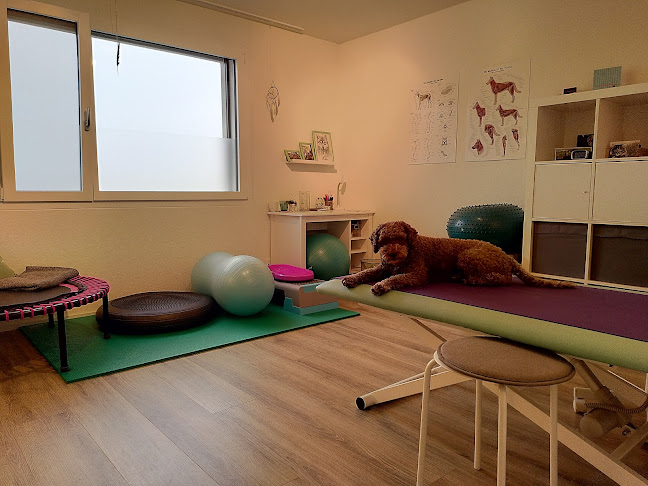 Rezensionen über db-dogbalance tierphysiotherapie & osteopathie für hunde und kleintiere in Schwyz - Tierarzt
