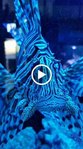 Aquarium «Marine EXTREMES», reviews and photos, 6257 E 21st St N, Wichita, KS 67208, USA