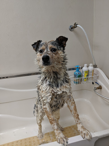 Pet Supply Store «Pet Pantry & Dog Wash», reviews and photos, 5148 Academy Blvd N, Colorado Springs, CO 80918, USA