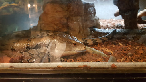 Pet Store «Exotic Pets», reviews and photos, 2410 N Decatur Blvd #160, Las Vegas, NV 89108, USA