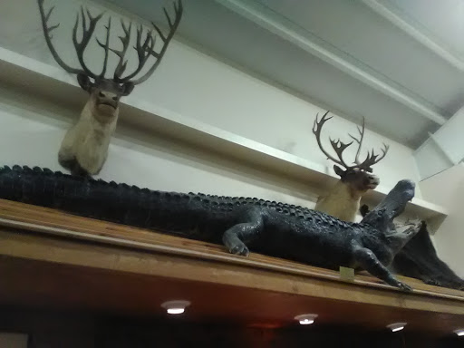 Sporting Goods Store «Irby Street Sporting Goods», reviews and photos, 1333 S Irby St # A, Florence, SC 29505, USA