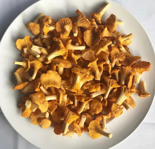 The Patricia by null