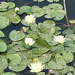 Photo n°3 de l'avis de Angela.o fait le 28/05/2023 à 11:59 sur le  Ristorante Il Daino à San Piero Patti