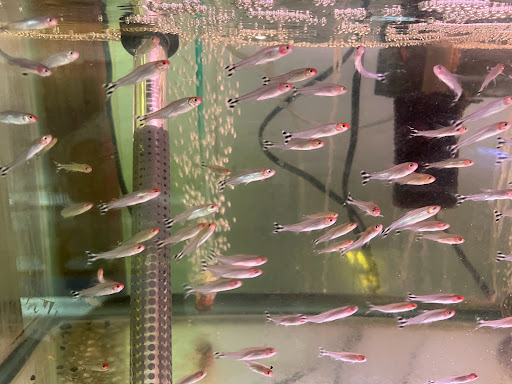 Pet Supply Store «Pet Zone Tropical Fish», reviews and photos, 4266 University Ave, San Diego, CA 92105, USA