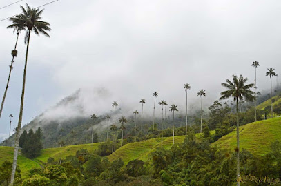 Cocoratours, Valle del cocora