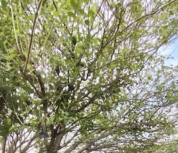 Garden Groove photo
