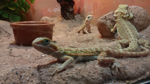 Pet Store «Off The Hook Exotics Pet Shop», reviews and photos, 926 5th Ave, Coraopolis, PA 15108, USA