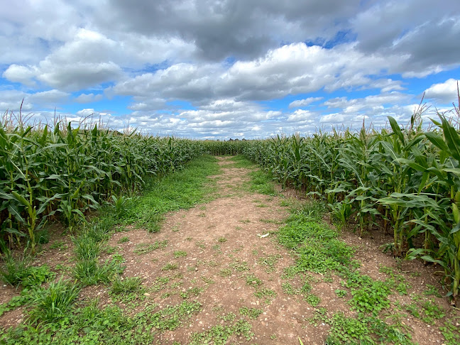 Reviews of The Great Worcester Maize Maze in Worcester - Other