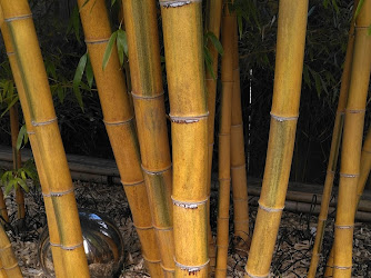 Beauty And The Bamboo