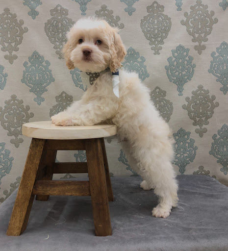 Pet Store «Happiness Is Pets Vi», reviews and photos, 616 E Roosevelt Rd, Lombard, IL 60148, USA