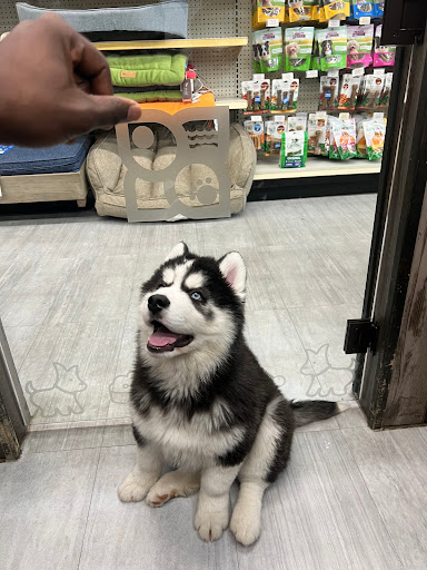 Pet Store «Petland», reviews and photos, 10289 Ulmerton Rd, Largo, FL 33771, USA