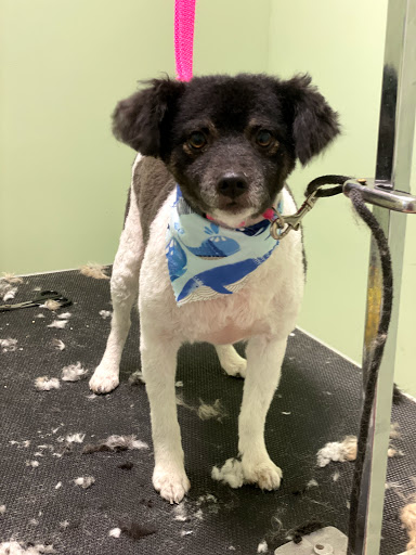 Pet Groomer «Doggie Style Bowtique», reviews and photos, 1713 Westport Rd, Kansas City, MO 64111, USA