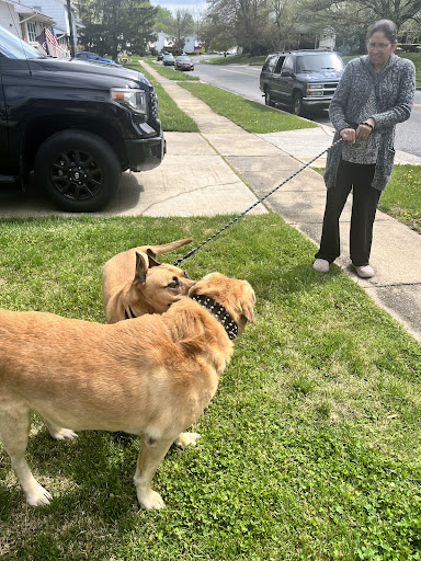 Randallstown Animal Hospital image