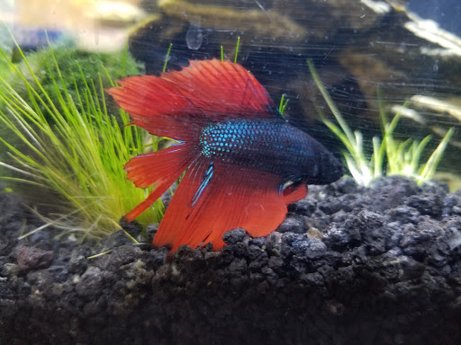 Pet Supply Store «PetSmart», reviews and photos, 45 Park Pl Dr, Covington, LA 70433, USA