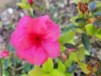 Netwerk Solutions - Photo 2 - Car repair in Murfreesboro, TN, Murfreesboro