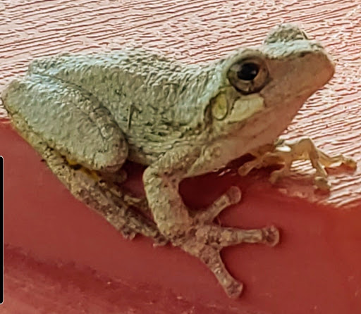 Winery «Cedar Lake Cellars», reviews and photos, 11008 Schreckengast Rd, Wright City, MO 63390, USA