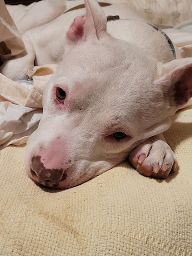 Pet Supply Store «PetSmart», reviews and photos, 1125 Quentin Rd, Lebanon, PA 17042, USA