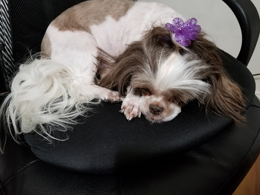 Pet Supply Store «PetSmart», reviews and photos, 4005 Airport Fwy, Irving, TX 75062, USA