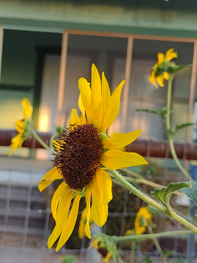 Park «Tumbleweed Park», reviews and photos, 745 E Germann Rd, Chandler, AZ 85286, USA