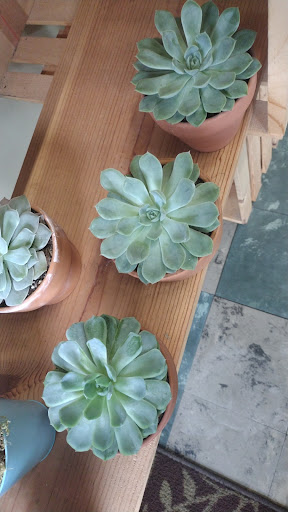 Florist «Tony Rossi Sons Florists», reviews and photos, 1508 Fruitvale Ave, Oakland, CA 94601, USA