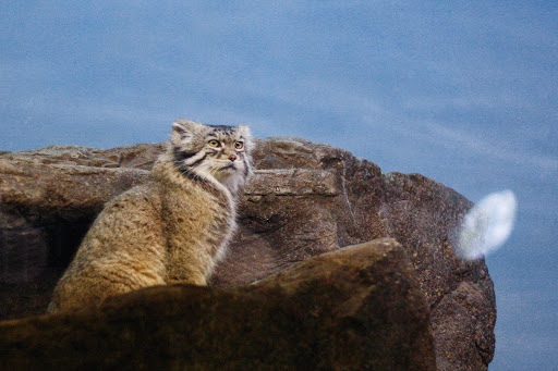 Zoo «Prospect Park Zoo», reviews and photos, 450 Flatbush Ave, Brooklyn, NY 11225, USA