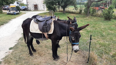 Asinerie de Pinseguerre à Douzains