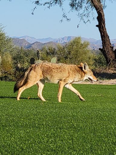 Golf Club «We-Ko-Pa Golf Club», reviews and photos, 18200 E Toh Vee Cir, Fort McDowell, AZ 85264, USA