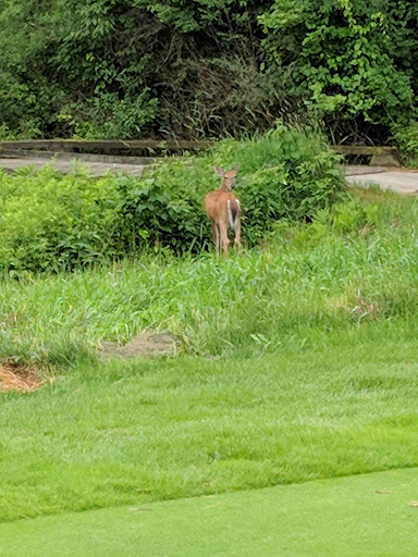 Golf Club «Quail Ridge Golf Club», reviews and photos, 8375 36th St SE, Ada, MI 49301, USA