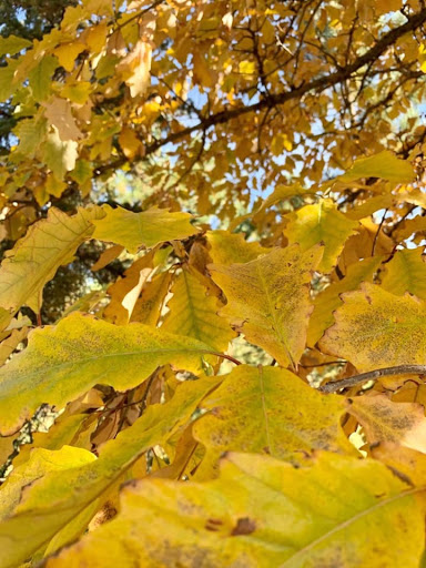 Botanical Garden «Ashton Gardens at Thanksgiving Point», reviews and photos, 3900 Garden Dr, Lehi, UT 84043, USA