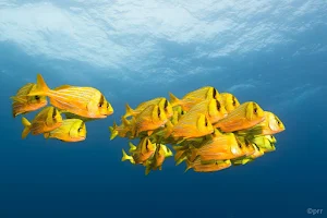 Cabo Pulmo Diving Station image