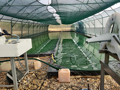 Spiruline Les Siffleurs à Viols-le-Fort