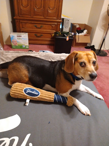 Stadium «Yankee Stadium», reviews and photos, 1 E 161st St, Bronx, NY 10451, USA