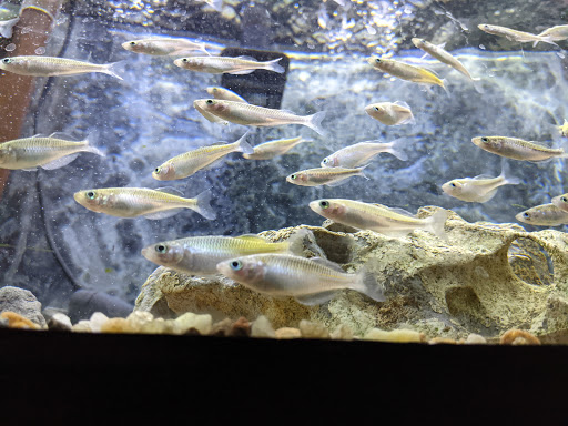 Tropical Fish Store «Aquatics & Exotics», reviews and photos, 7513 Hamilton Ave, Cincinnati, OH 45231, USA